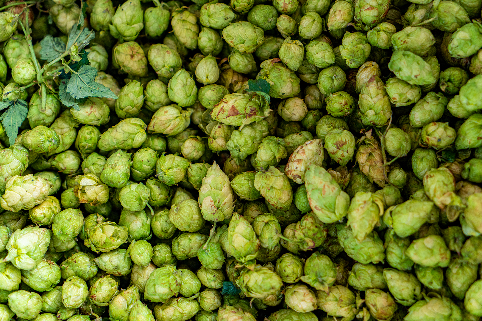 The merits of double dry-hopping